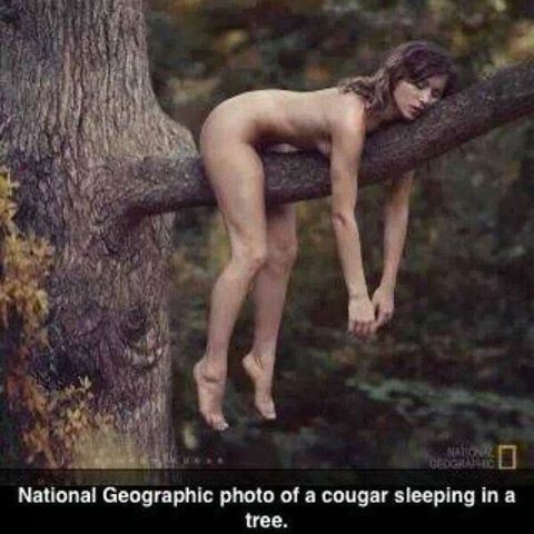 Cougar-hanging-from-a-tree